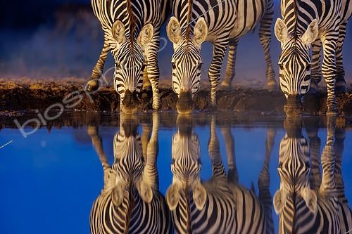 Biosphoto | 2591083 | Zèbre des plaines, ou Zèbre de Burchell (Equus quagga syn. Equus burchellii), Groupe buvant dans une mare, la nuit, Shompole wilderness, Shompole Community, Kenya | &copy; Sylvain Cordier / Biosphoto