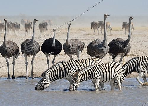 Biosphoto | 2445273 | Zèbres de Burchell (Equus quagga burchellii) buvant dans un point d'eau et Autruches (Struthio camelus) en arrière plan, parc national d'Etosha, Namibie | &copy; Jean-François Ducasse / imageBROKER / Biosphoto