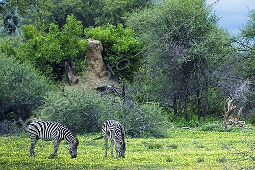 Biosphoto | 2601788 | Zèbres de Burchell (Equus quagga burchellii), Namibie, Afrique | &copy; Alain Roux / Biosphoto