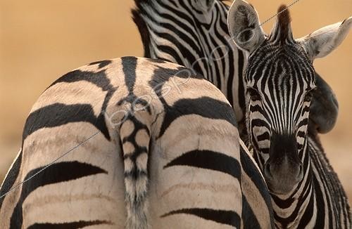Biosphoto | 5649 | Zèbres de Burchell femelle et son jeune PN Etosha Namibie | &copy; Theo Allofs / Biosphoto