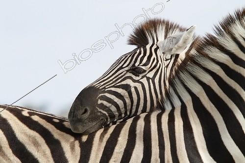 Biosphoto | 1649560 | Zèbres de plaine se touchant PN Etosha Namibie | &copy; Jean-Jacques Alcalay / Biosphoto