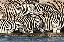 Biosphoto | 2035303 | Zèbres des plaines au point d'eau - Etosha Namibie | &copy; Óscar Díez Martínez / Biosphoto
