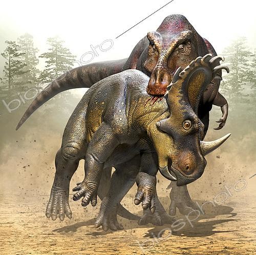 Biosphoto | 2478011 | Zhuchengtyrannus hunting a Sinoceratops. | &copy; Mohamad Haghani / Stocktrek Images / Biosphoto