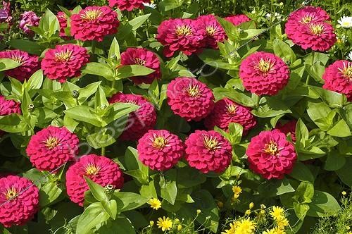 Biosphoto | 49227 | Zinnia  Magellan Cherry  en juillet | &copy; NouN / Jardin Express / Biosphoto