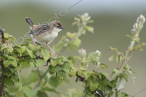 Biosphoto | 2274462 | Zitting Cisticola (Cisticola juncidis) on bramble, Europe | &copy; Emile Barbelette / Biosphoto