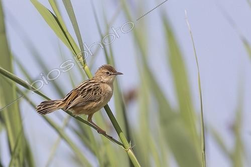 Biosphoto | 2059916 | Zitting Cisticola (Cisticola juncidis) on a reed | &copy; Alain Roux / Biosphoto
