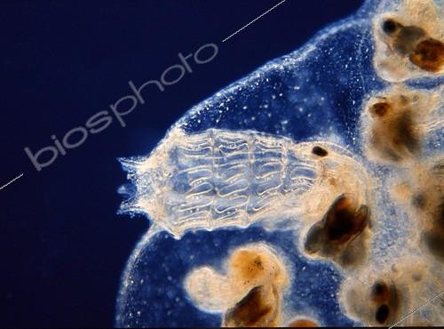 Biosphoto | 2088326 | Zoid of colonial Ascidia. | &copy; Jean Lecomte / Biosphoto
