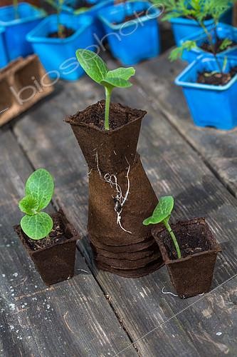 Biosphoto | 2084051 | Zucchini seedlings in peat pots, Provence, France | &copy; Philippe Giraud / Biosgarden / Biosphoto
