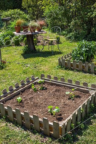 Biosphoto | 2083892 | Zucchini seedlings in square foot kitchen garden, Provence, France | &copy; Philippe Giraud / Biosgarden / Biosphoto