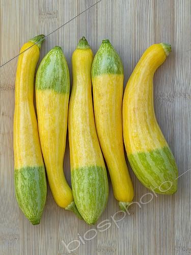 Biosphoto | 2623287 | Zucchini 'Zephyr' | &copy; Marie Aymerez / Biosphoto