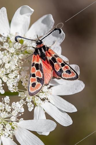Biosphoto | 2512378 | Zygaena (Zygaena fausta) on Orlaya (Orlaya grandiflora), Gard, France | &copy; Marie Aymerez / Biosphoto