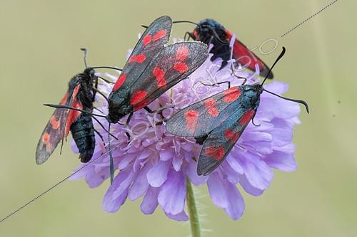 Biosphoto | 2415615 | Zygène de la filipendule (Zygaena filipendulae), forme a 6 taches, sur une fleur, Allamps, Lorraine, France | &copy; Stéphane Vitzthum / Biosphoto