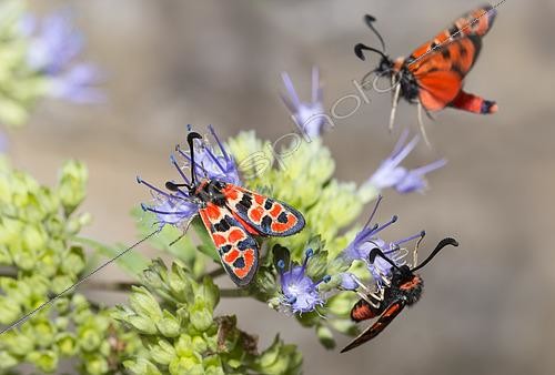 Biosphoto | 2456439 | Zygènes à col rouge (Zygaena fausta) sur fleurs, Mont Ventoux, France | &copy; Michel Rauch / Biosphoto