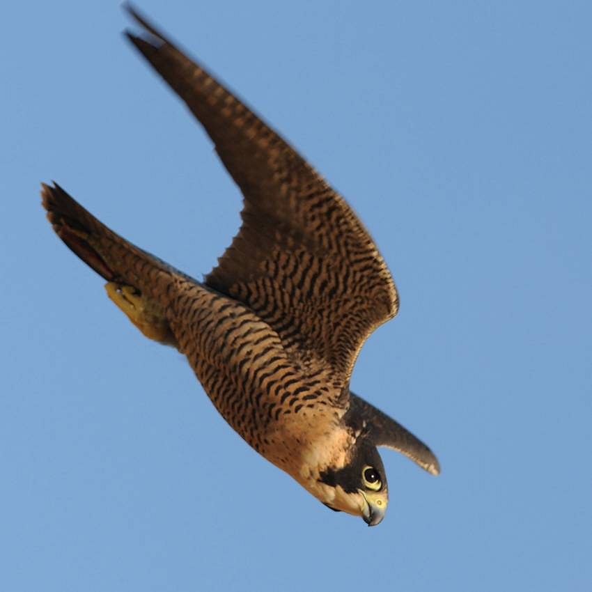 Les super-pouvoirs de la nature
