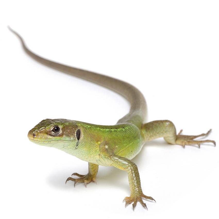 Little bestiary of Provence
