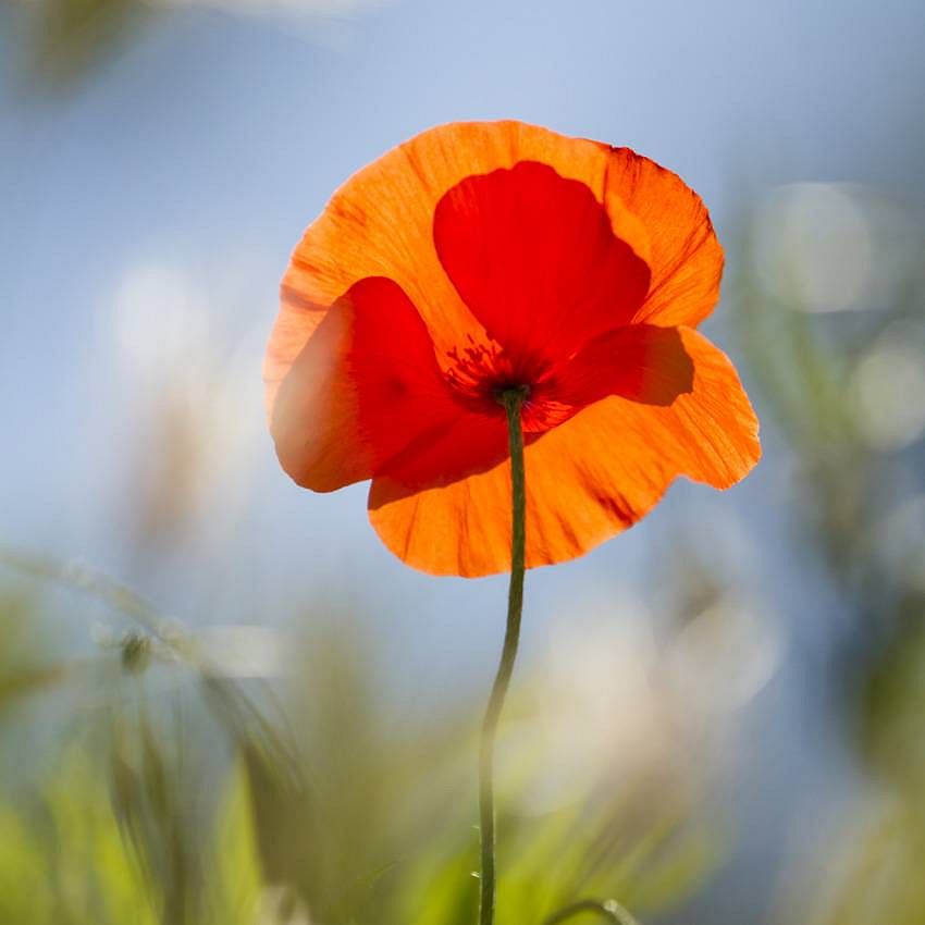 Spring is in the air