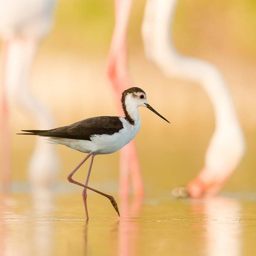 BIA: a passion for birds