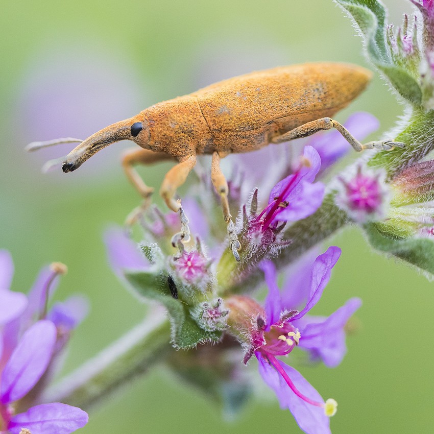 Amazing animals: Weevils