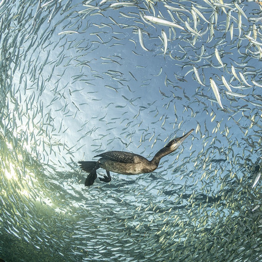 Franco Banfi – Awards at the 2025 Bird Photographer of the Year Competition