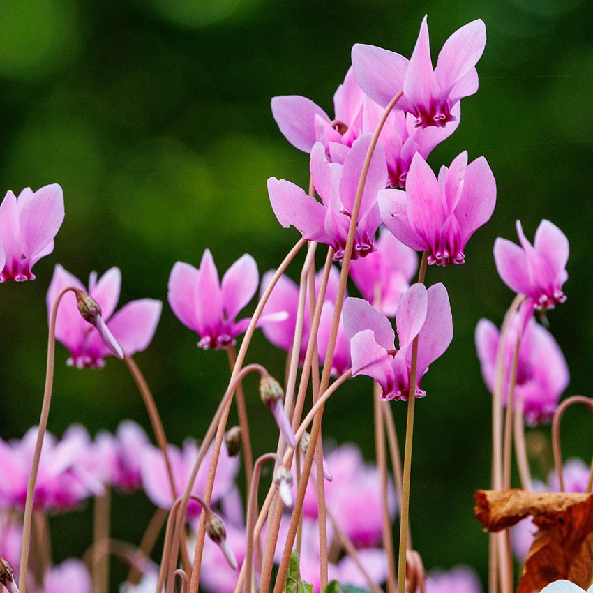 Franco Banfi – Awards at the 2025 Bird Photographer of the Year Competition