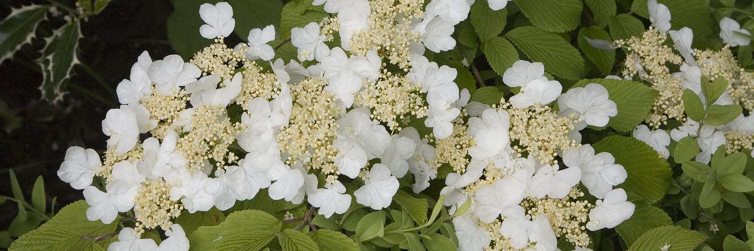 Green Ideas: Cloud Dancer