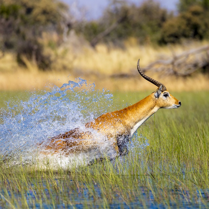 New website, new discoveries with Biosphoto!