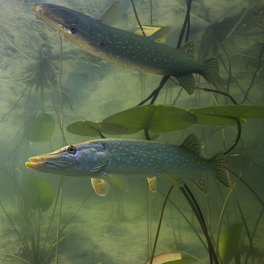 Amazing animals: The Northern Pike