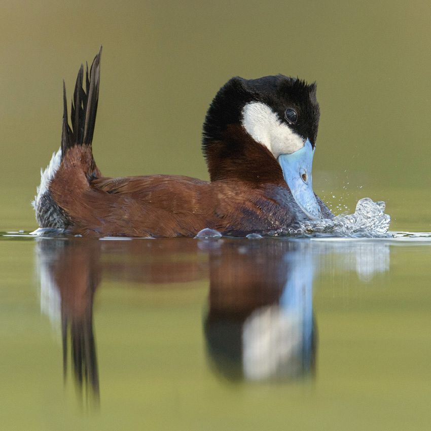 Amazing animals: the Ducks