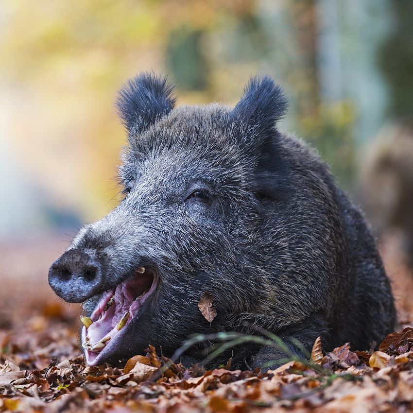 Amazing animals: the Wild Boar