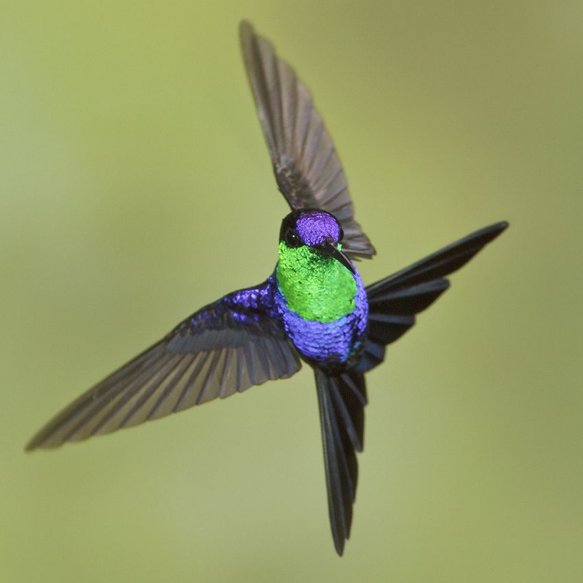 Amazing animals: flying aces