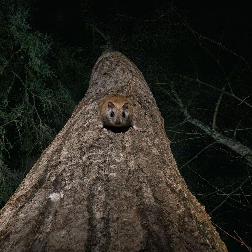 Amazing animals: Northern Flying Squirrel