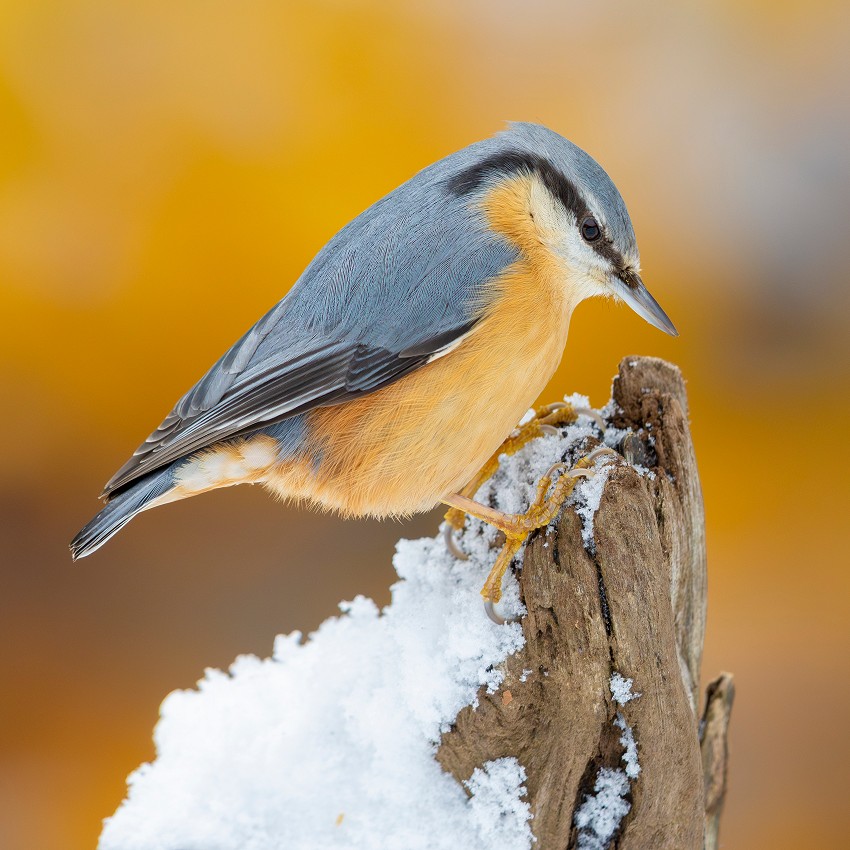 New images: november 2025