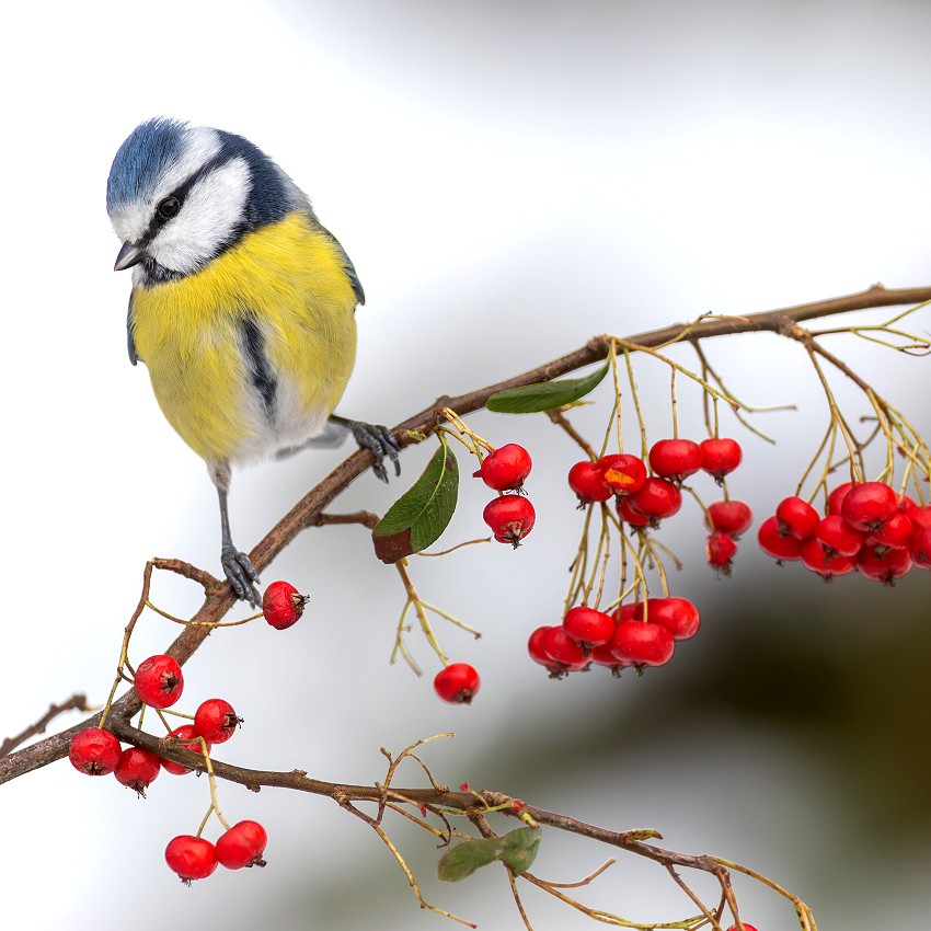 New images: January 2026