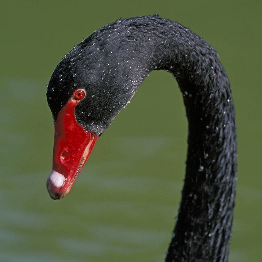 Amazing animals: In Red and Black