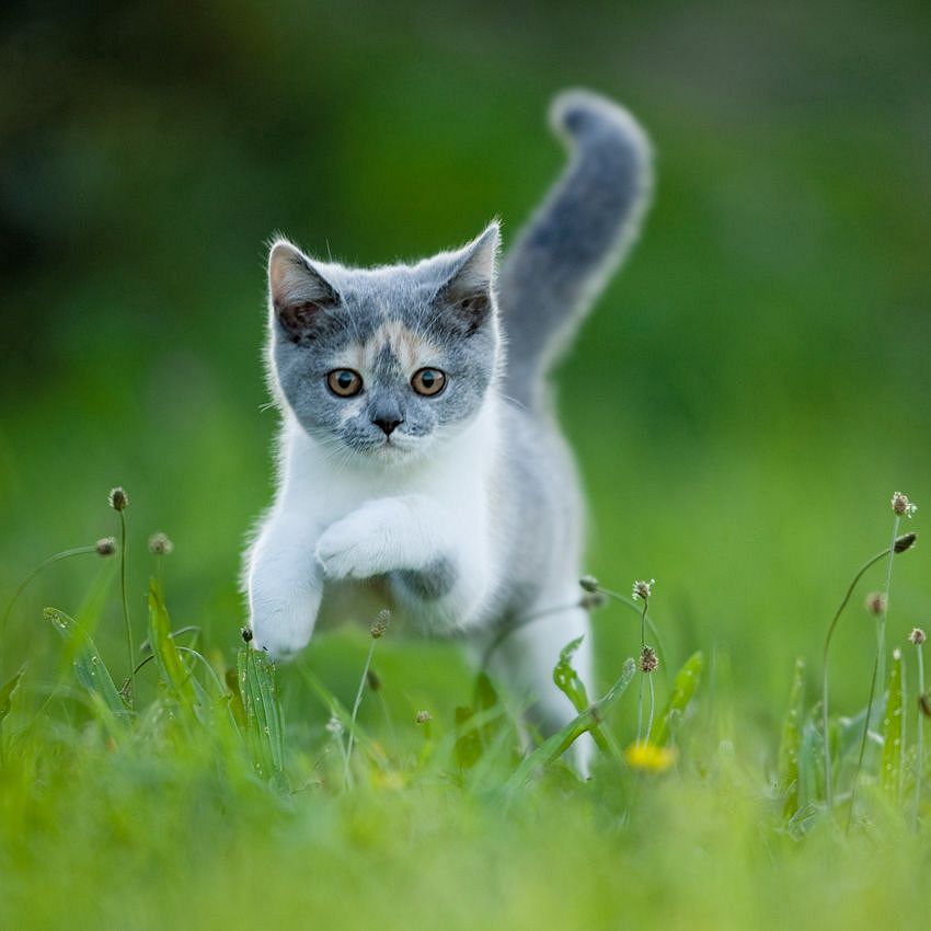 Domesticated animals