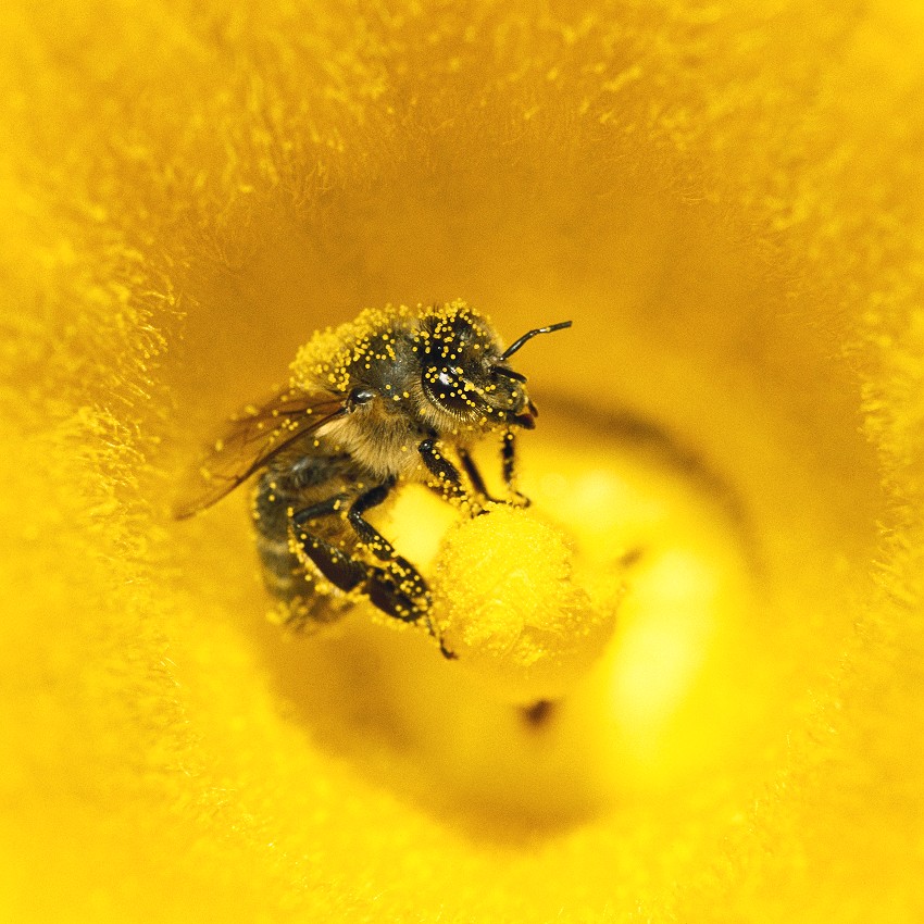 Les abeilles