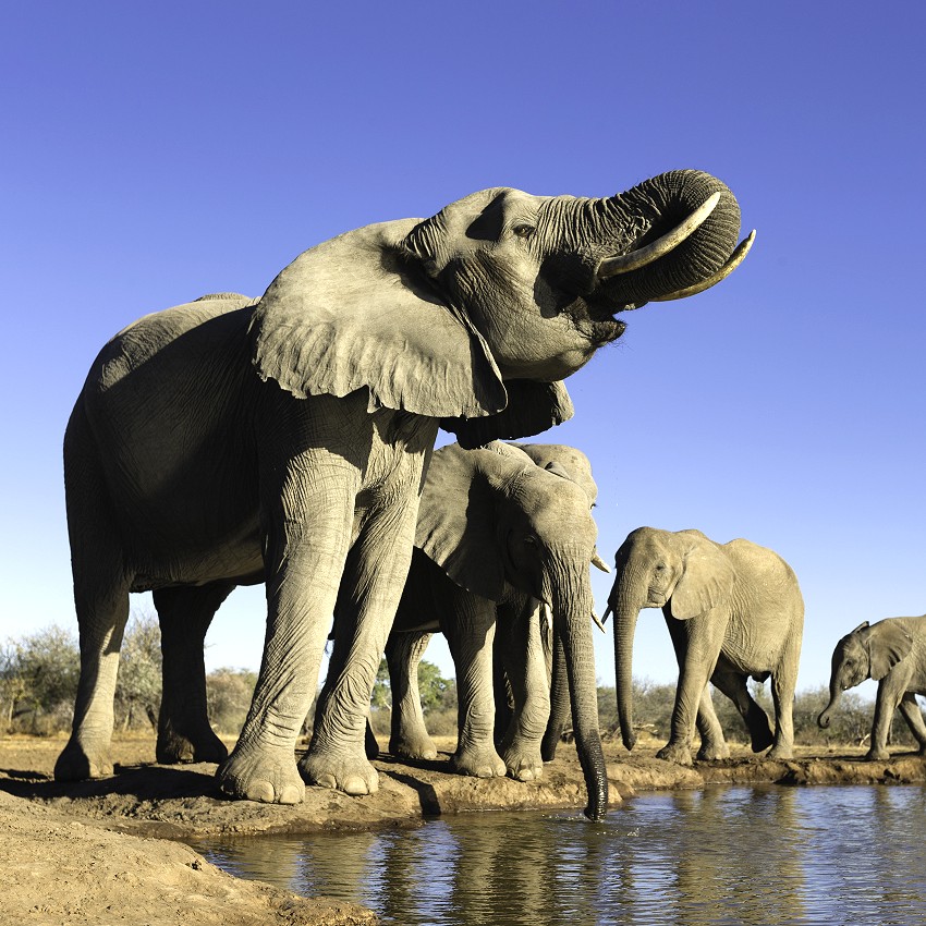 Les animaux clefs de voûte