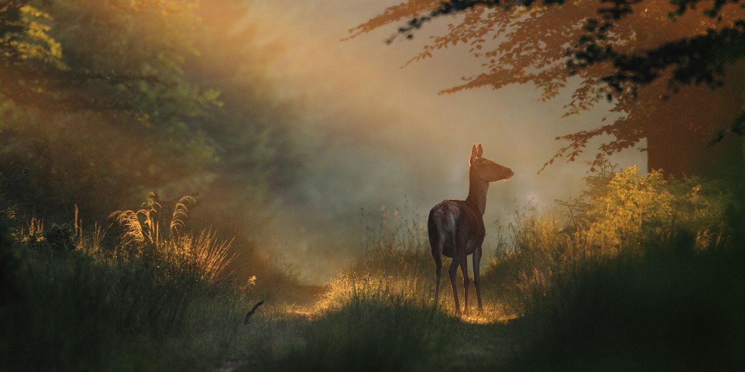 1440503 © Philippe Moës / Biosphoto