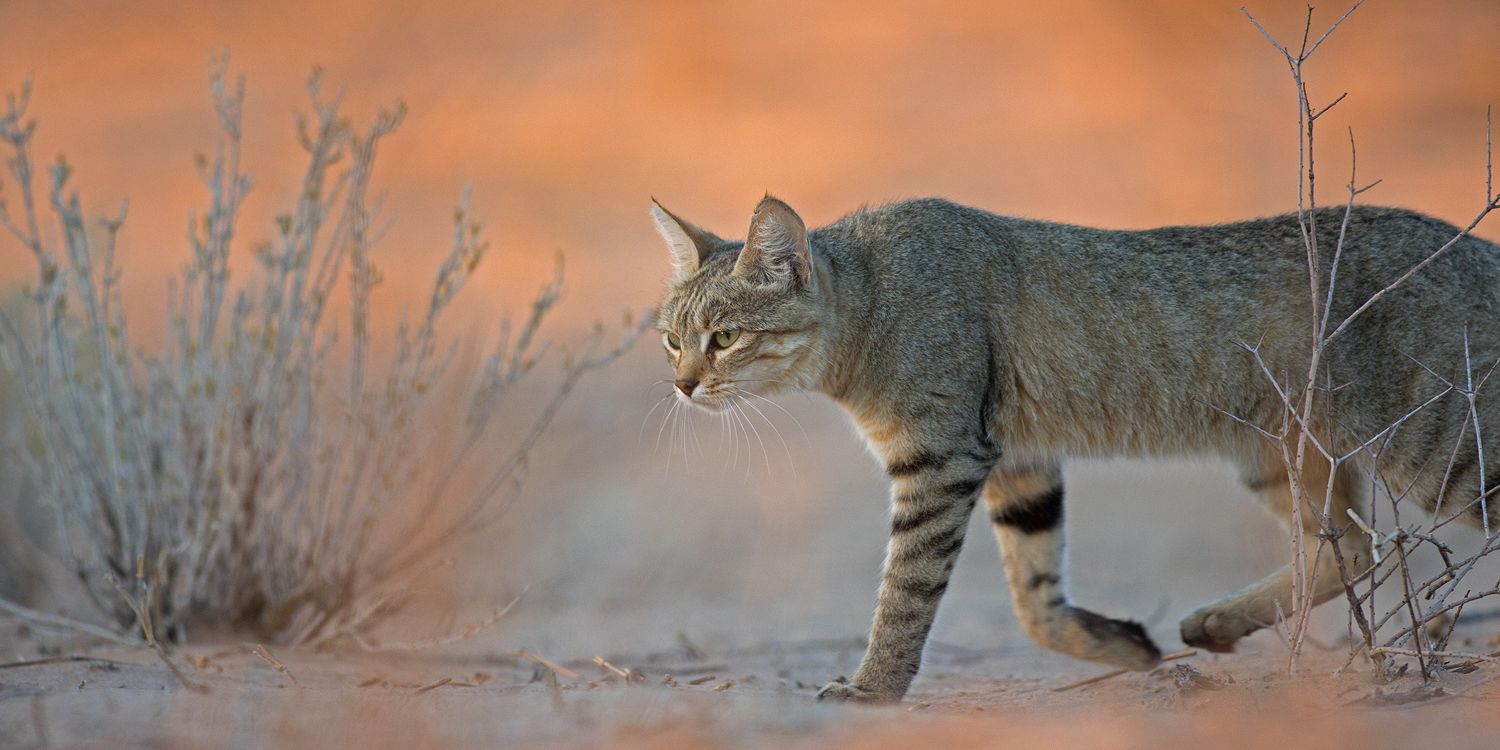 1871782 © Alain Mafart-Renodier / Biosphoto