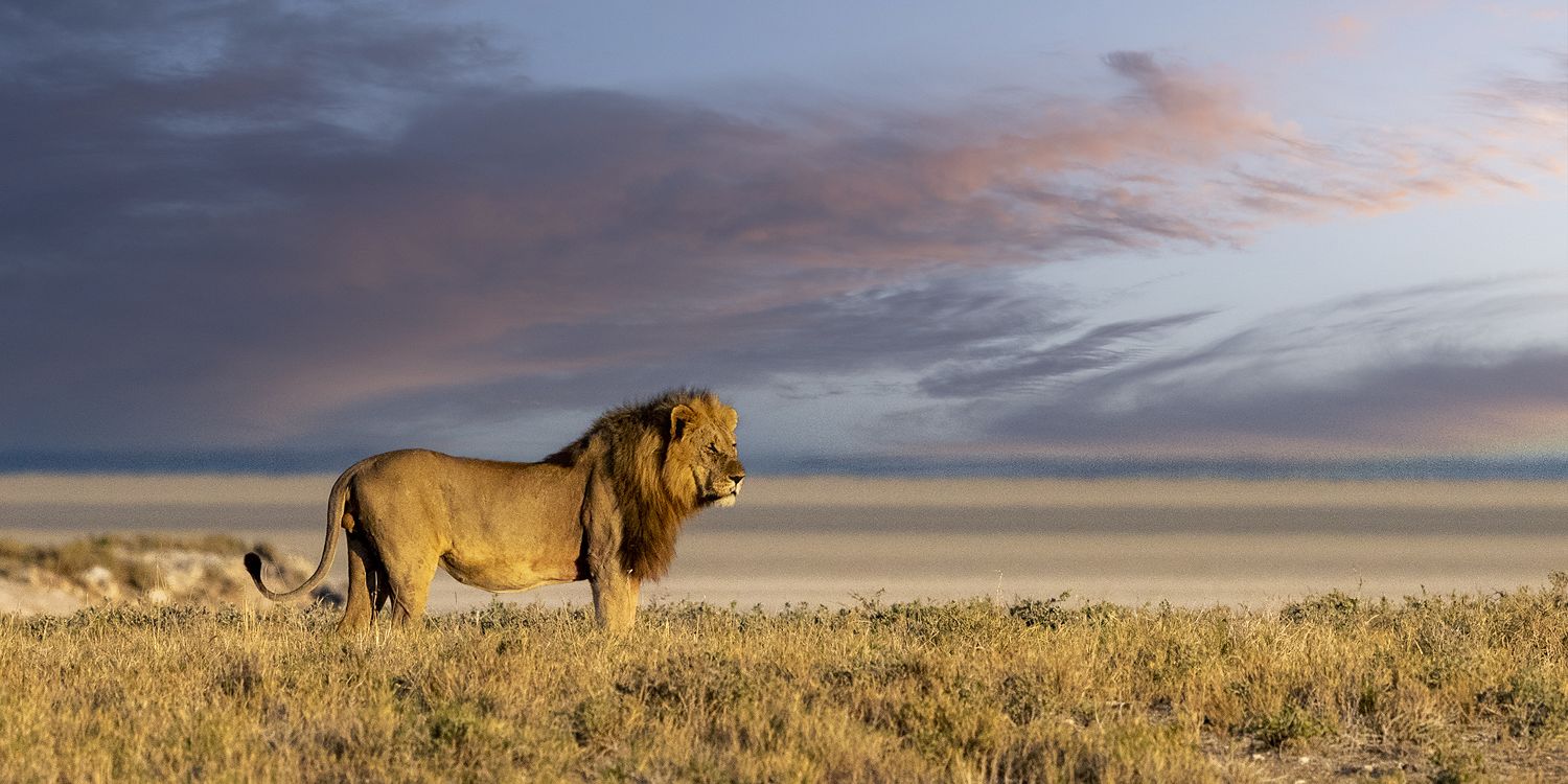 2464886 © Sylvain Cordier / Biosphoto
