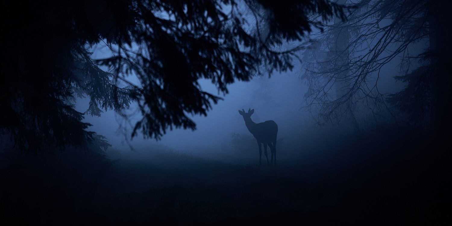 2563121 © Philippe Moës / Biosphoto