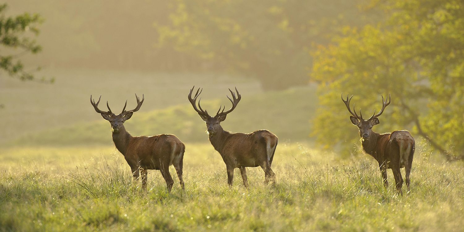 2593521 © W. Rolfes / imageBROKER / Biosphoto