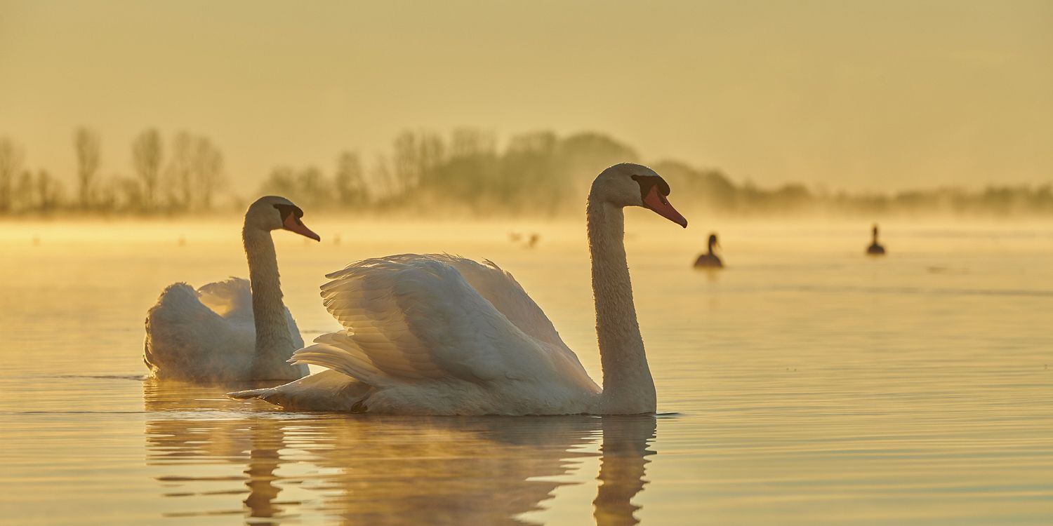 2609694 © David & Micha Sheldon / imageBROKER / Biosphoto