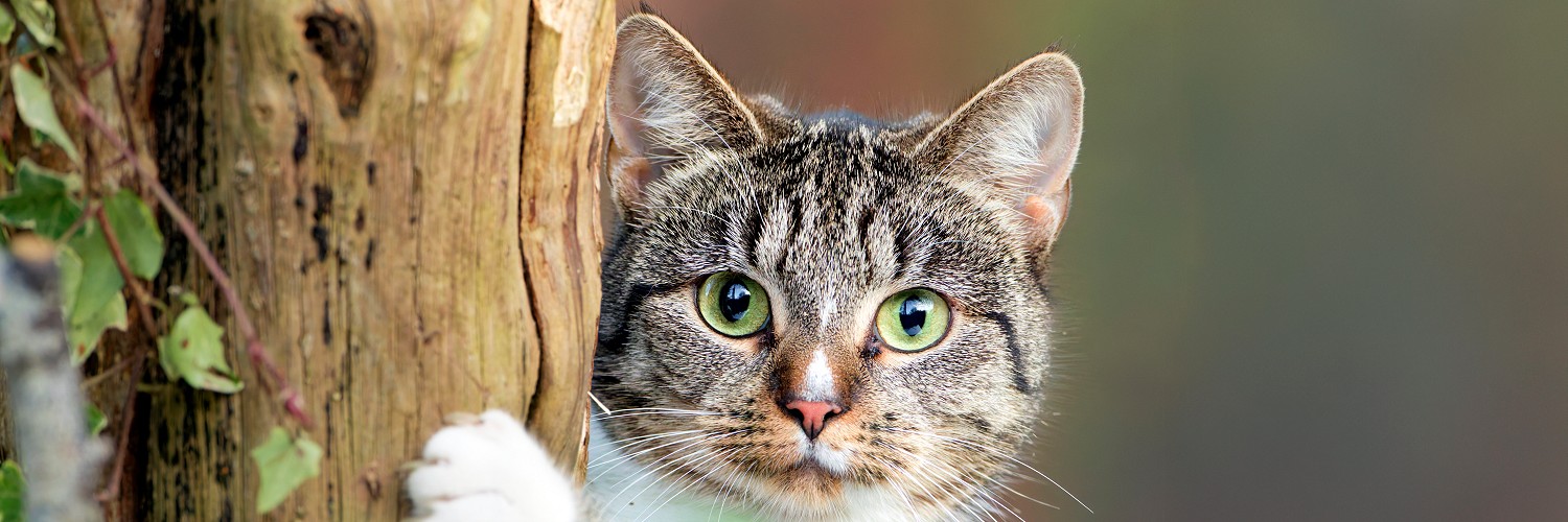 2614589 © Christian Cabron / Biosphoto