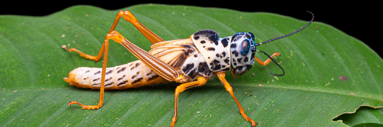 2614734 © Vincent Premel / Biosphoto