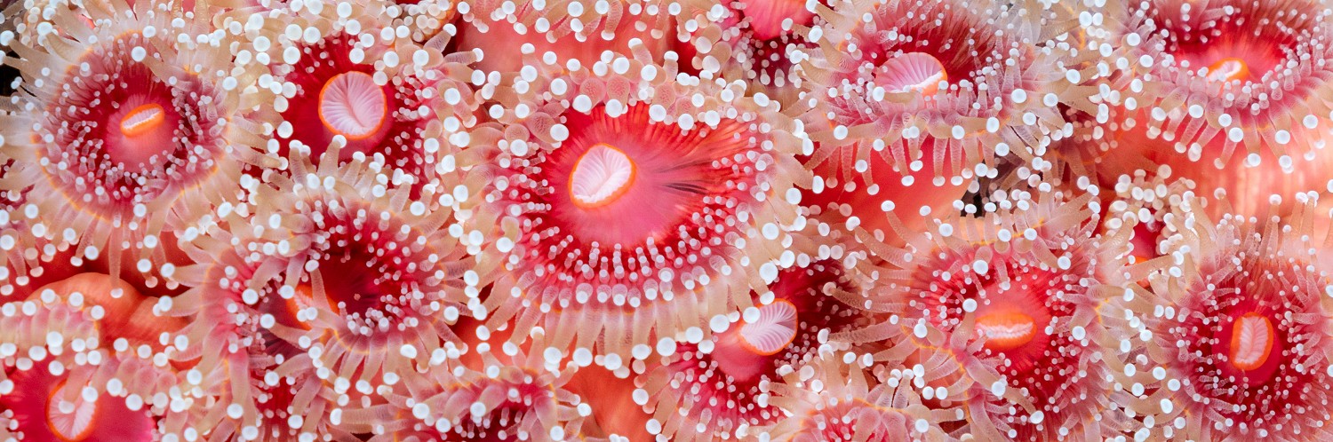 2614954 © Montgomery Gilchrist / Biosphoto