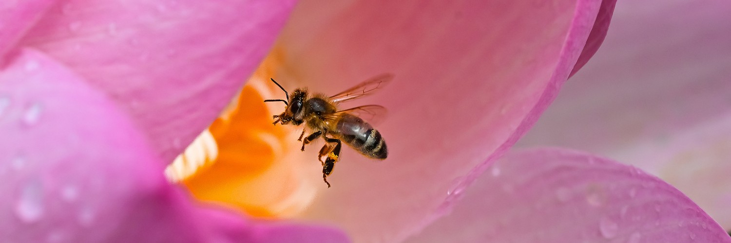 2615954 © Stéphane Vitzthum / Biosphoto