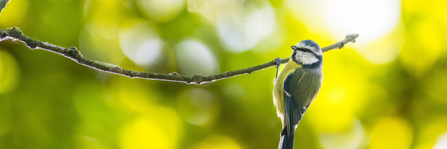 2616098 © Stéphane Vitzthum / Biosphoto