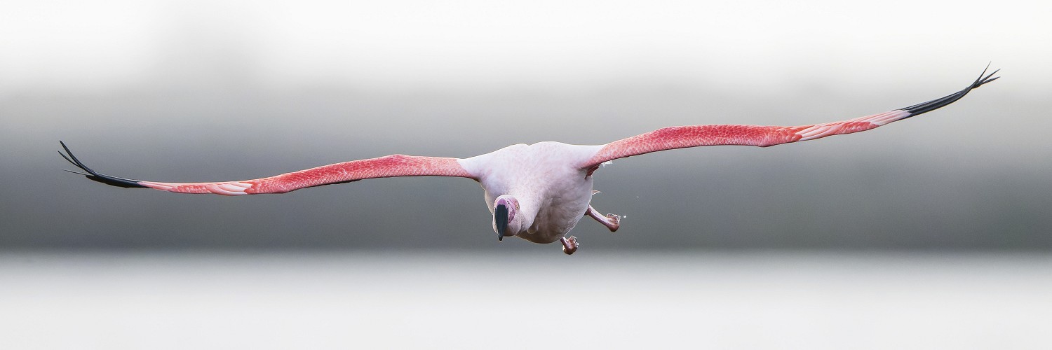 2616547 © Fabrice Cahez / Biosphoto