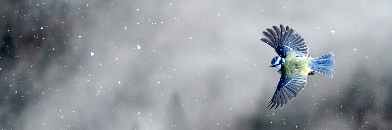 2616851 © Michel Rauch / Biosphoto